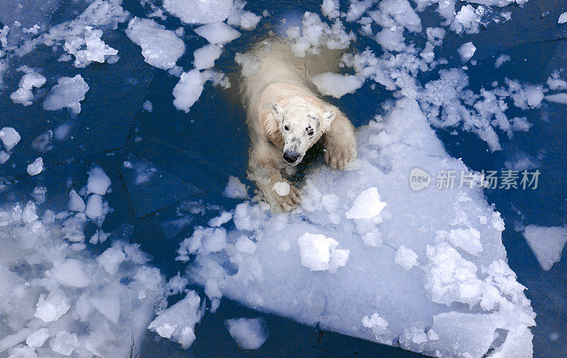北极熊在冰里