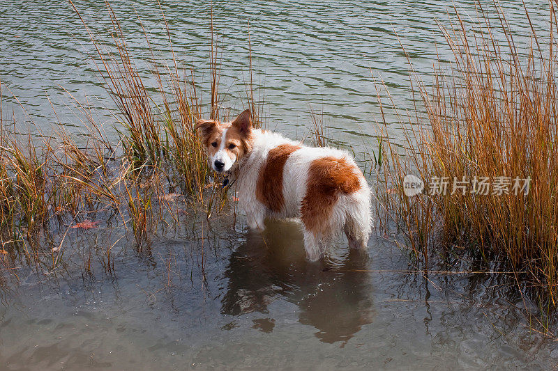 澳大利亚牧羊犬站在水里