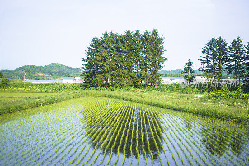 在日本北海道农村，树木在稻田水中倒影