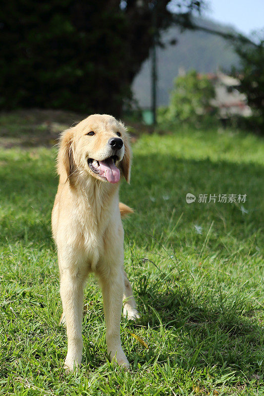 金毛猎犬站