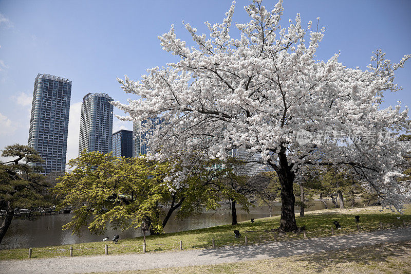 日本东京的樱花树