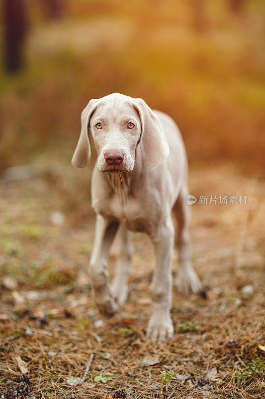 魏玛猎狗幼犬