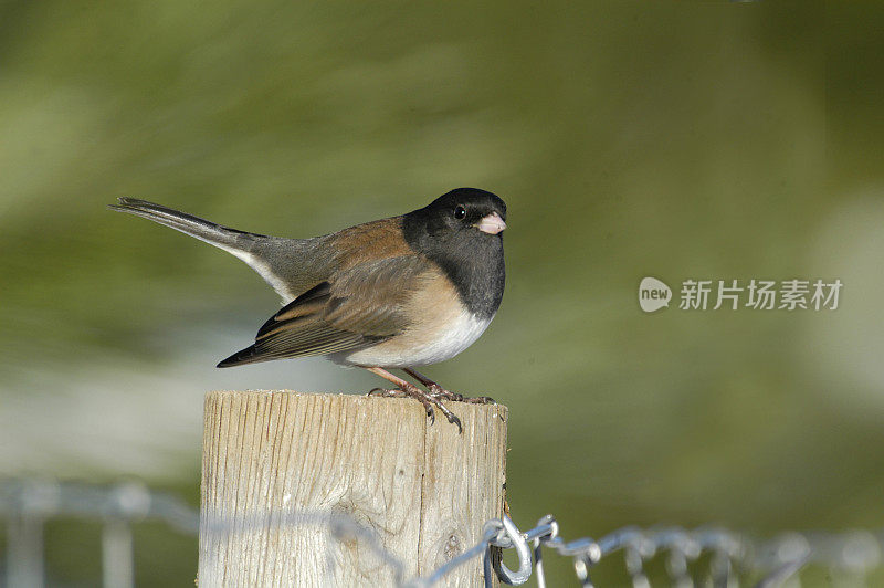 黑眼睛的Junco坐在栅栏上