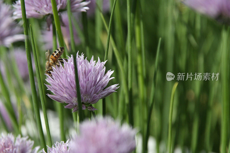 韭菜和一只蜜蜂