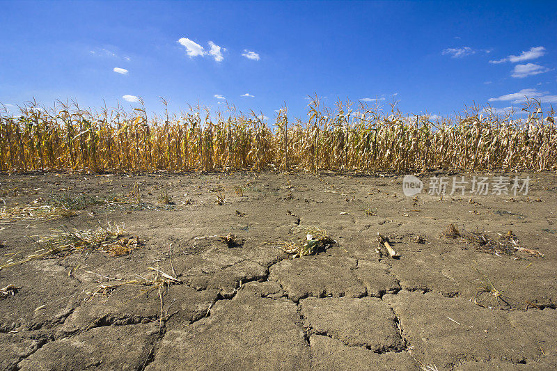 干旱的玉米田在干渴的土地上