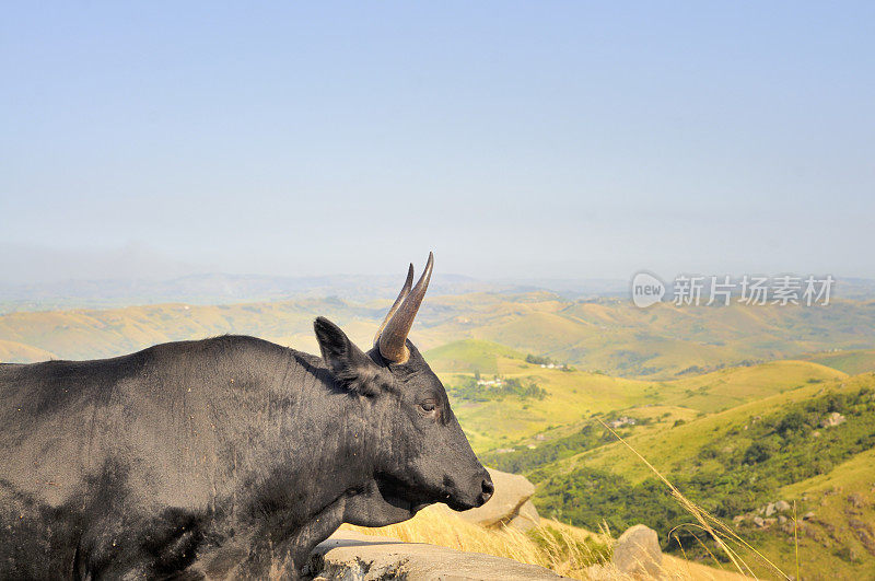 夸祖鲁-纳塔尔省公牛勘测他的领域