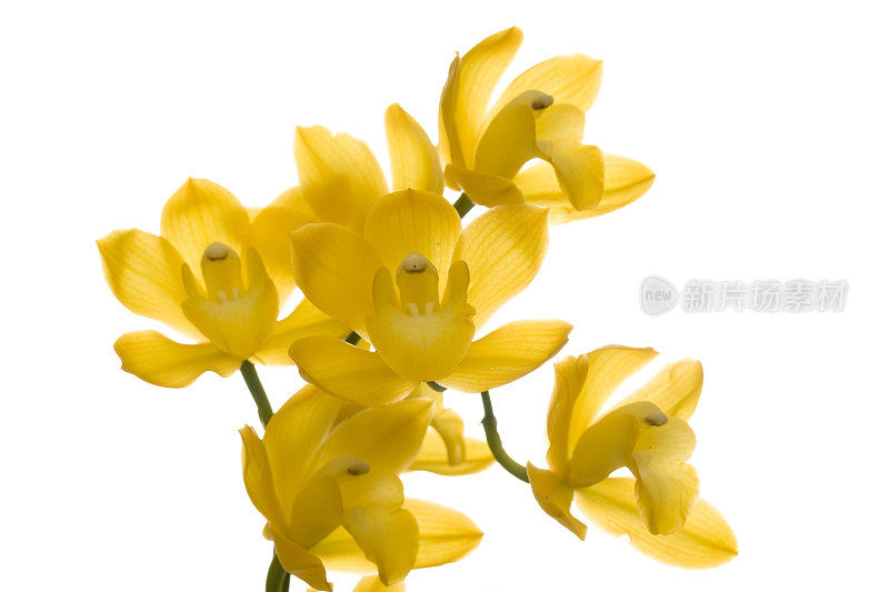 黄色的兰花兰花