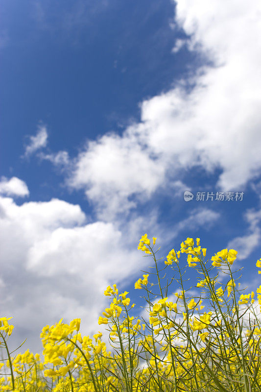 黄花蓝天云