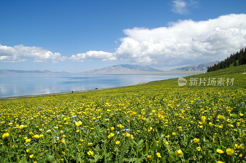 花在湖岸，在清澈的蓝天下