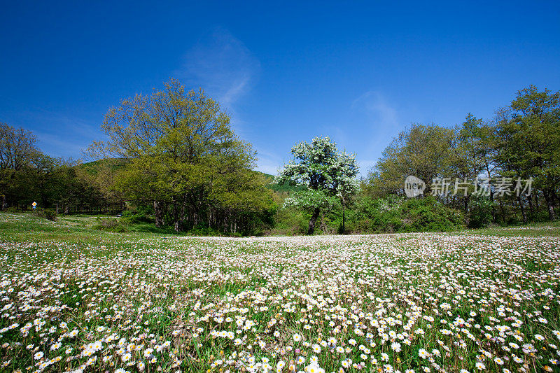 春天的草地