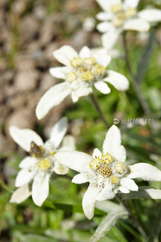 雪绒花