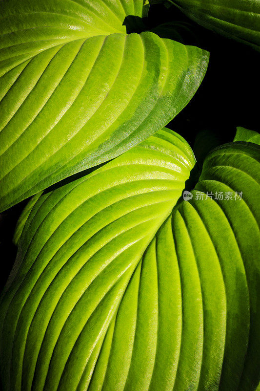 玉簪属草本植物叶子