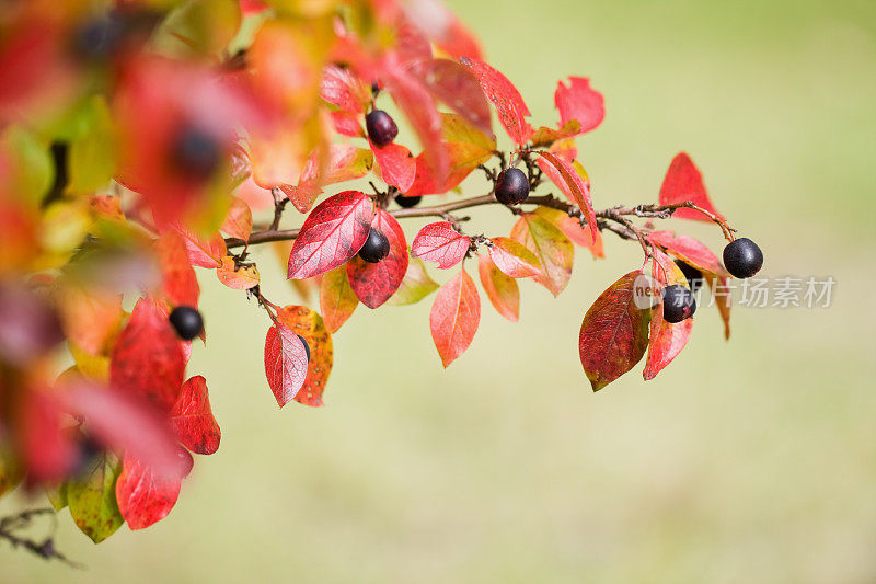秋天的红叶和浆果