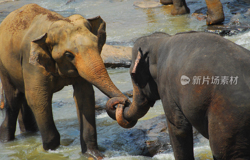 斯里兰卡凯加勒:大象上演一场战斗