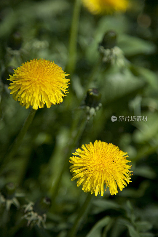 蒲公英的花