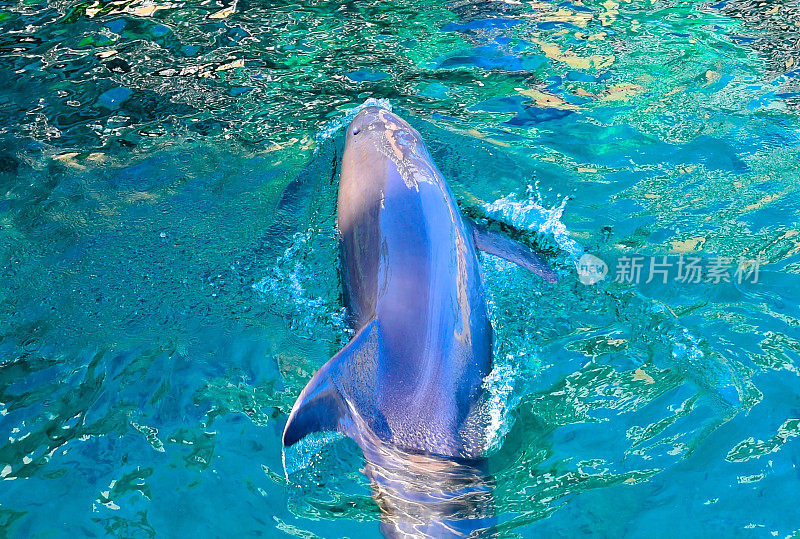 海豚在夏威夷