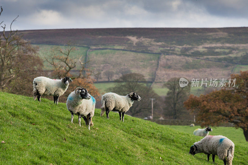 英国乡村山上的绵羊