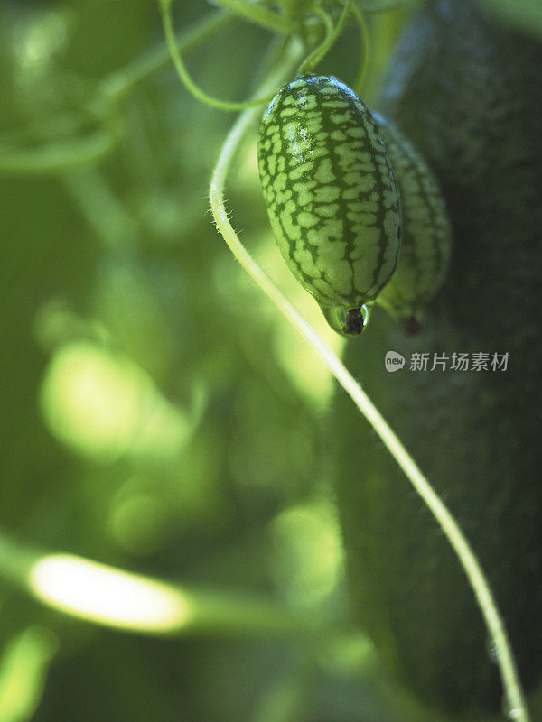 奇异的墨西哥瓜类水果植物