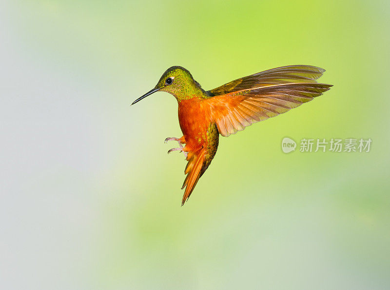 蜂鸟，栗色胸冠