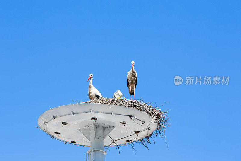 人类造了鹳鸟巢支撑