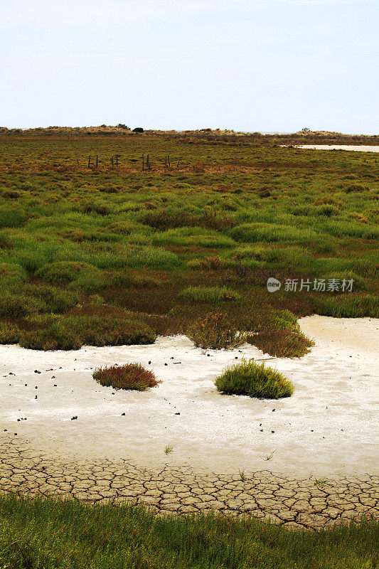 Camargue