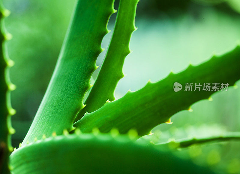 很棒的芦荟