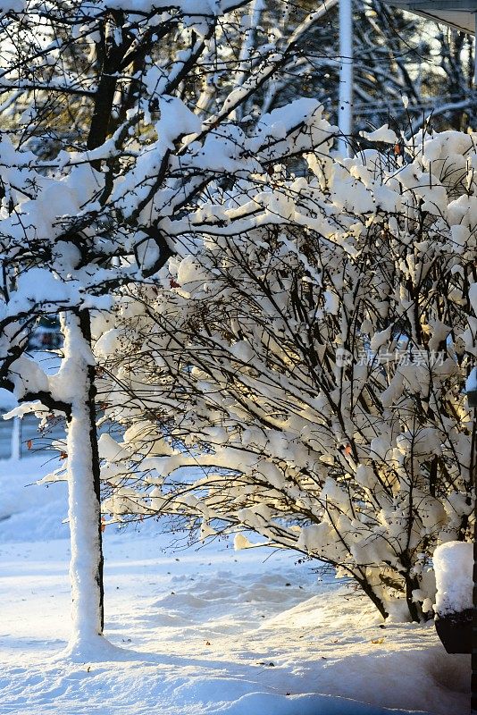 2015年初冬降雪