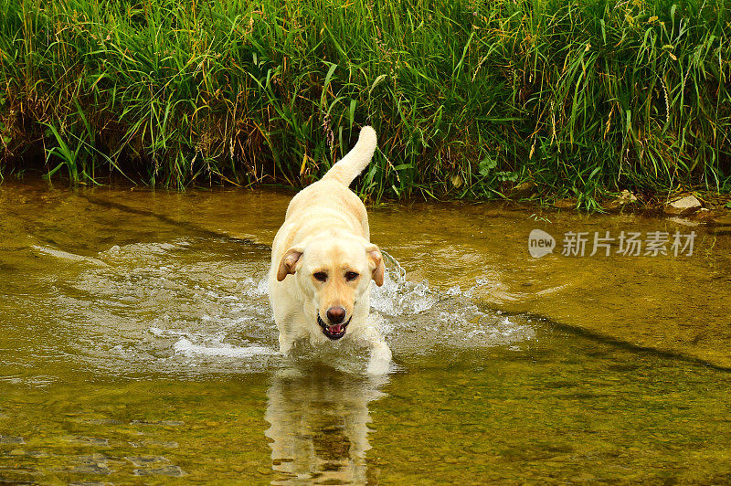 拉布拉多寻回犬