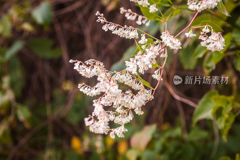 瑞士花园里的夏日鲜花