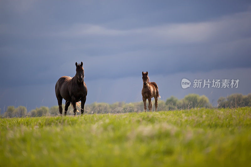 牧场上的母马和小马驹