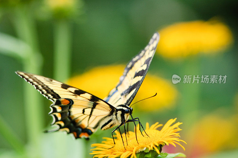 老虎燕尾蝶坐在黄花上
