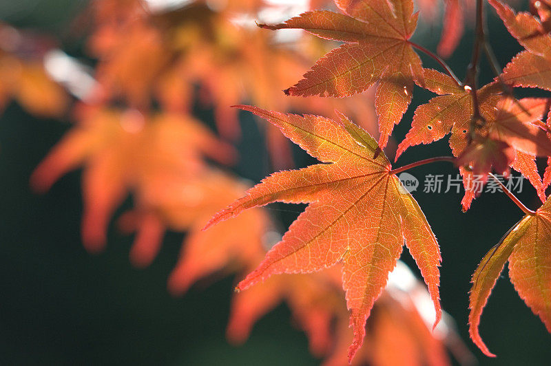 秋天的颜色在一个血好的日本枫树