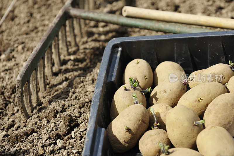 把土豆种在准备种植的托盘里
