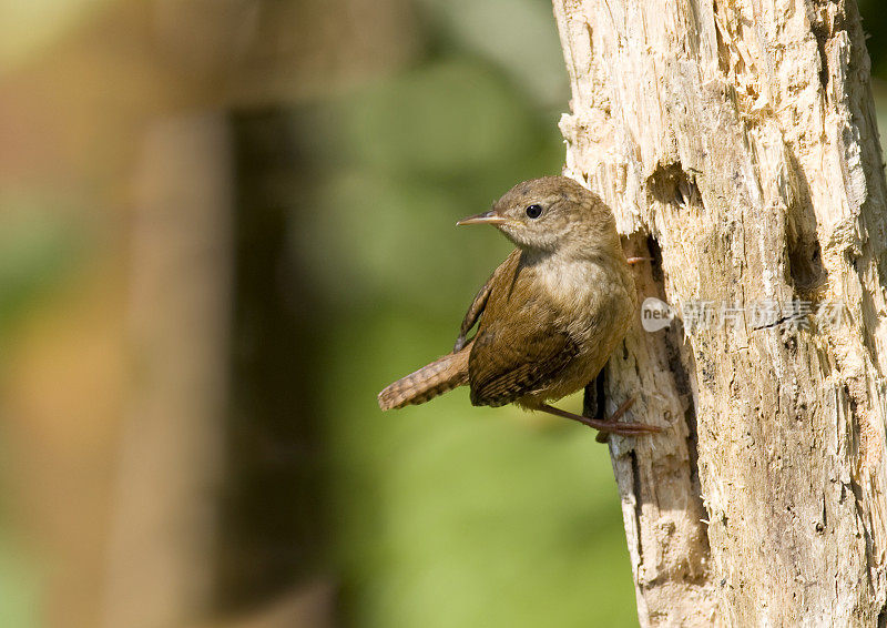 雷恩(Troglodytes-troglodytes)