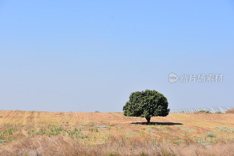 田野里的一棵树