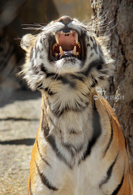 炫耀牙齿的老虎