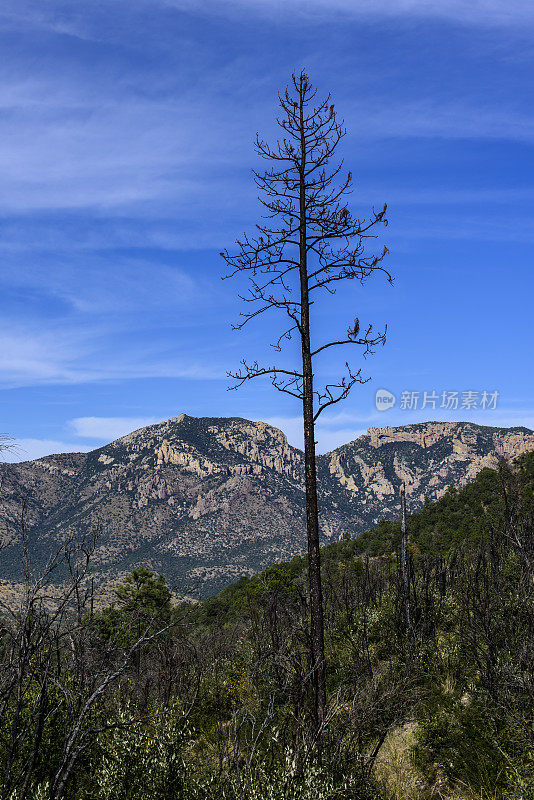 Chiricahua山