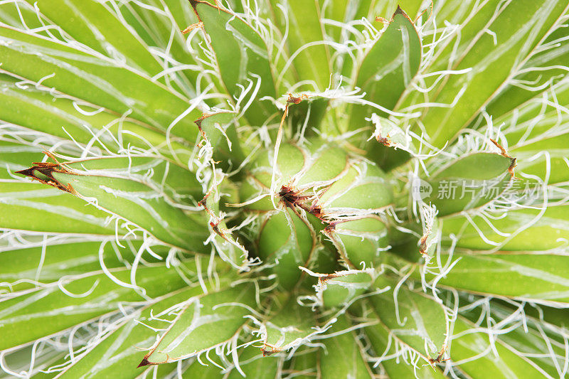 丝兰植物卷须