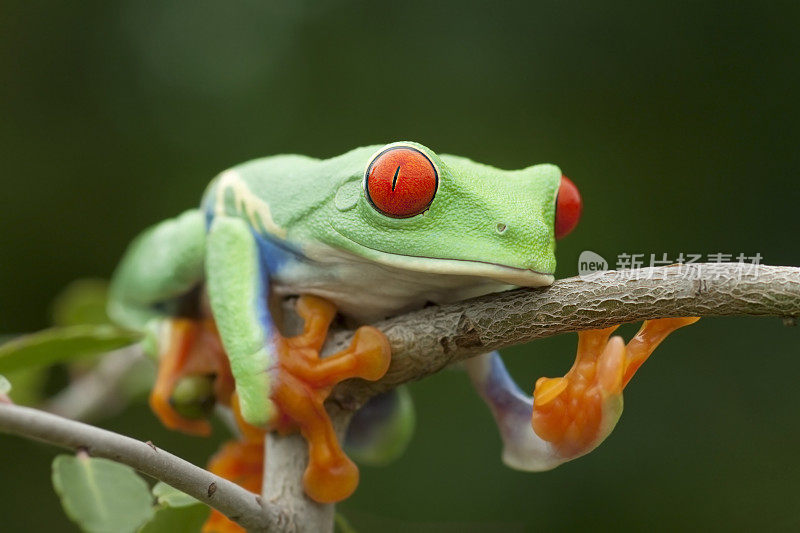 红眼树蛙放松