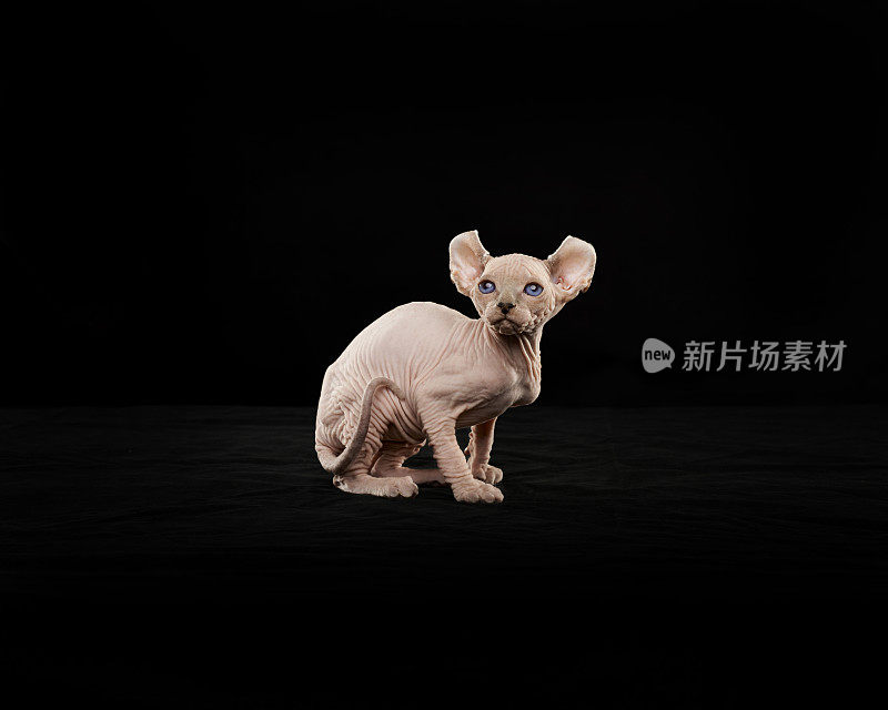 Sphynx猫