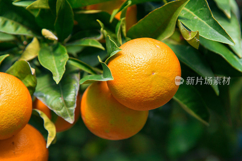 在西班牙，橙子或橘子挂在树上