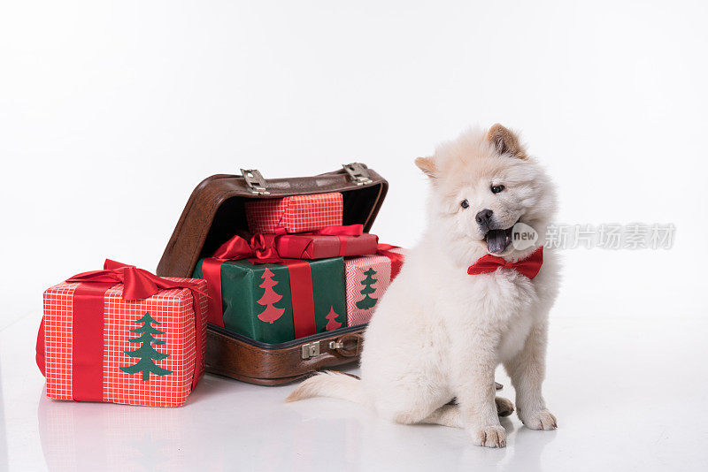 松狮犬和圣诞礼物