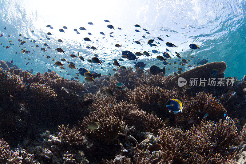 水下景观和礁鱼