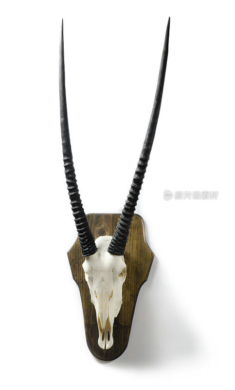 非洲大羚羊的头盖骨和角