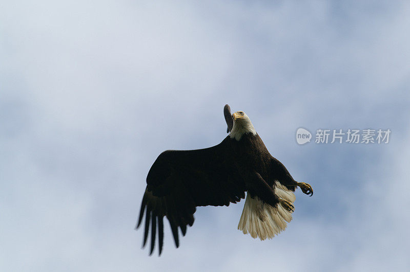 布莱德鹰在飞行