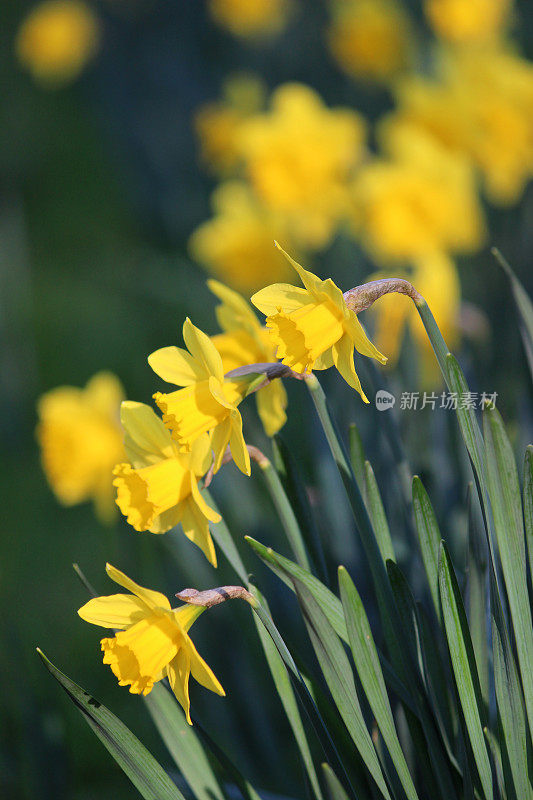 一群黄色水仙花(水仙)的特写图像