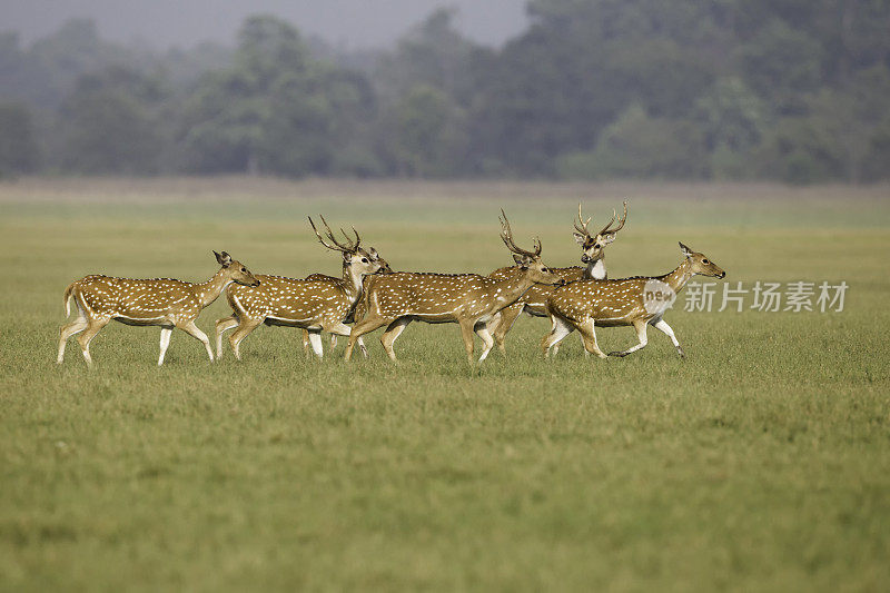 Chital-Spotted鹿