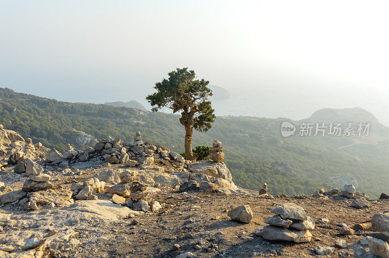 悬崖边的一棵树，俯瞰大海