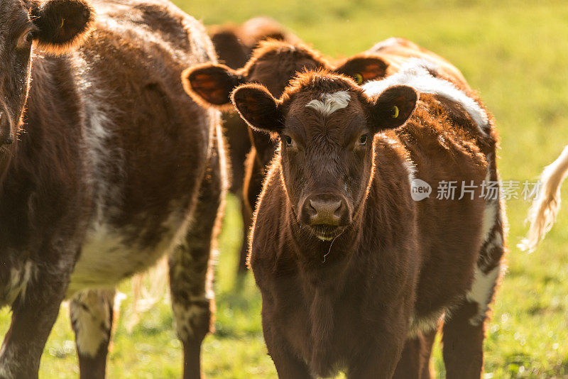 家庭农场的奶牛