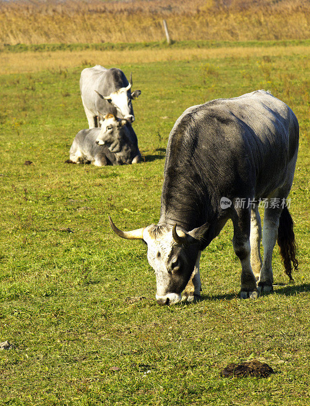 斯洛文尼亚地区公园里放牧的罕见博斯卡林牛